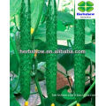 HS-winter greenhouse F1 Hybrid Long Cucumber seeds